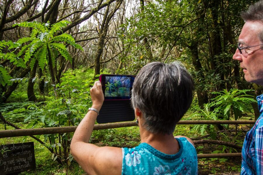 From South Tenerife: VIP Gomera Tour - Garajonay National Park stops: what to watch for, and what you might miss
