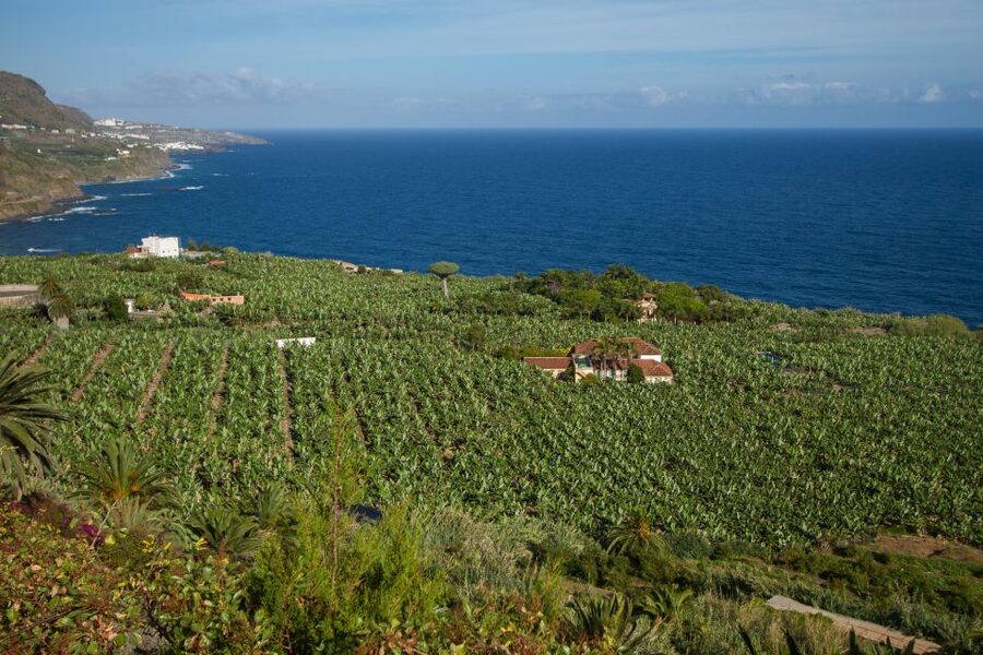 From South Tenerife: VIP Grand Tour Tenerife island - The guide and driver effect: when the day clicks