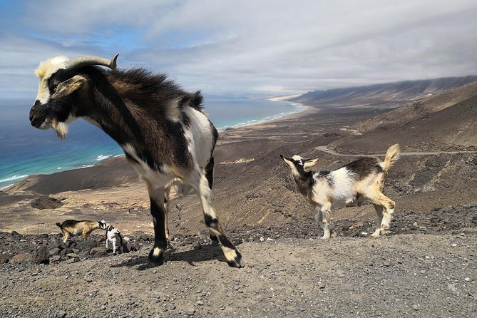 Fuerteventura: Cofete Beach and "Villa Winter" VIP Tour - Who should book this VIP Cofete and Villa Winter tour