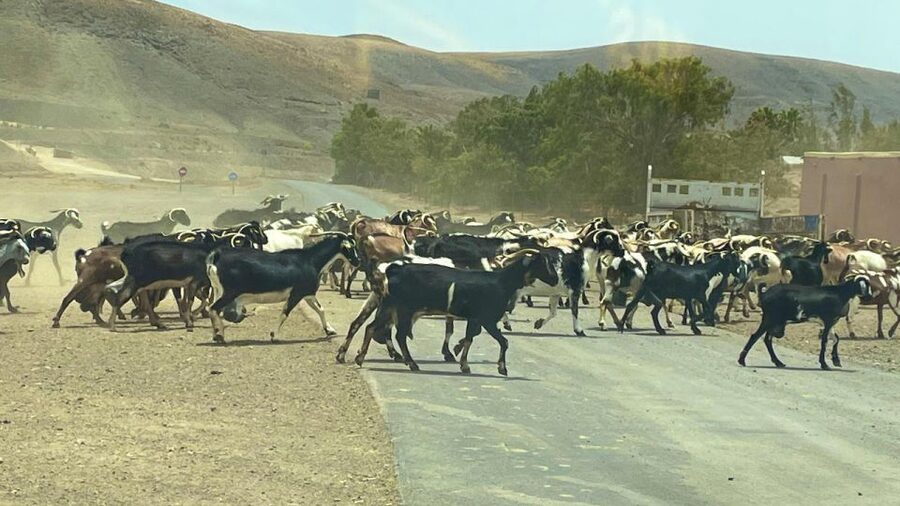 Fuerteventura: Island Highlights Guided VIP Sightseeing Tour - What to bring and how to make the day smoother