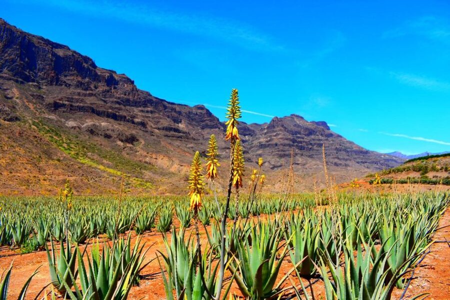 Gran Canaria: Full-Day VIP Tour by Bus - Roque Nublo: the volcanic rock you keep hearing about