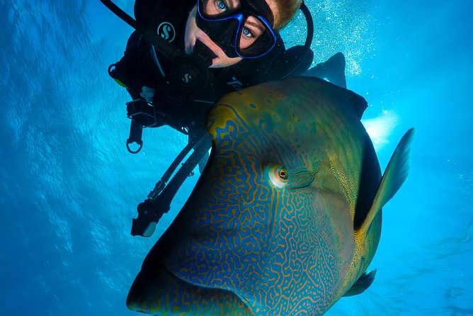 Great Barrier Reef Cruise - Gold Class VIP Lounge Package - Hastings Reef: second snorkel stop and the optional scuba add-on