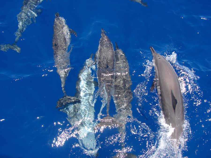 Hurghada: All-Inclusive Elite VIP Dolphin House & Massage - Key highlights worth getting excited about