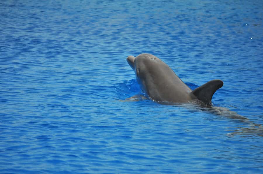Hurghada: All-Inclusive Elite VIP Dolphin House & Massage - How the VIP day starts: hotel pickup, yacht breakfast, and fast check-in