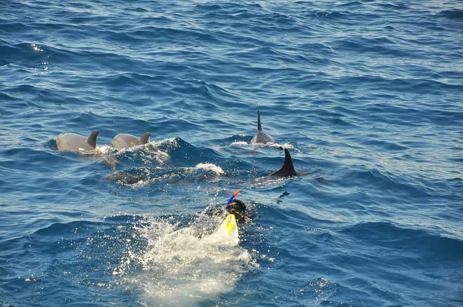 Hurghada: All-Inclusive Elite VIP Dolphin House & Massage - The back massage: a practical reset after saltwater and sun