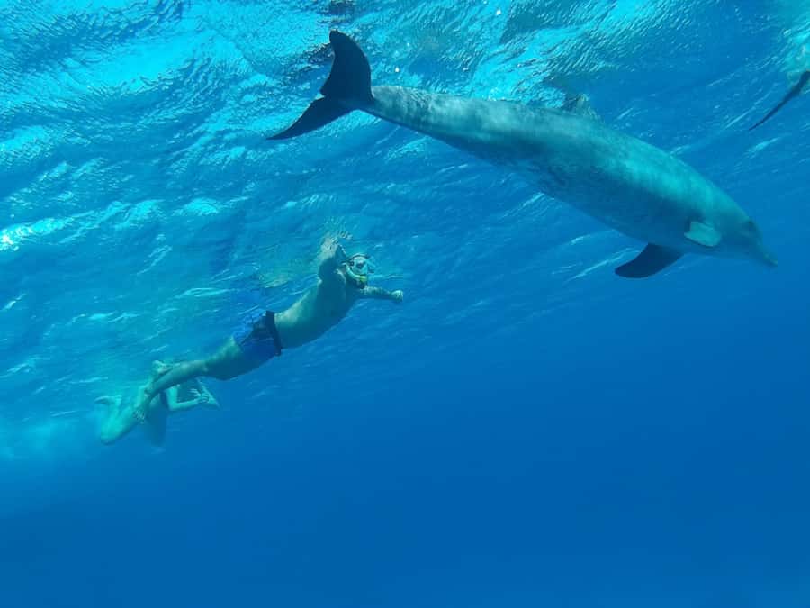 Hurghada: All-Inclusive Elite VIP Dolphin House & Massage - Practical tips so your day feels smooth (not stressful)
