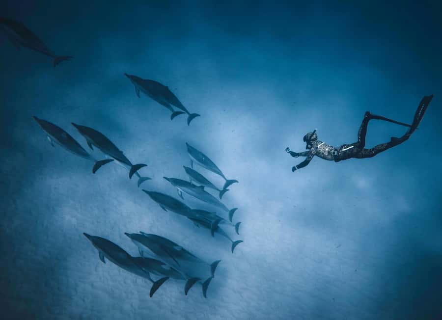 Hurghada: All-Inclusive Elite VIP Dolphin House & Massage - Should you book this VIP Dolphin House day?