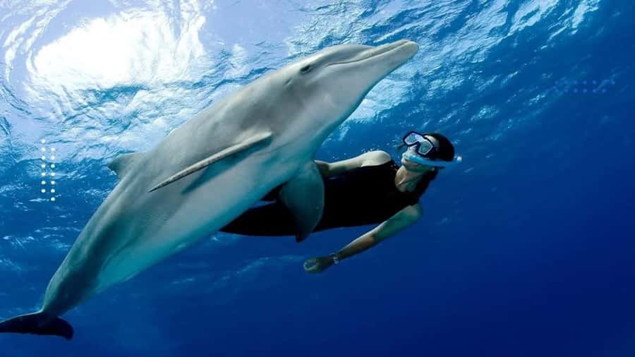 Hurghada: All-Inclusive Elite VIP Dolphin House & Massage - Dolphin House: what you really get with wild dolphins (and the rules)