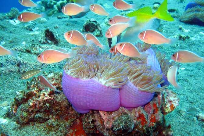 Koh Tao VIP Snorkelling Tour - Key highlights you’ll care about