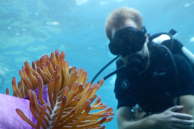 Koh Tao VIP Snorkelling Tour - Starting on Koh Samui: pickup, paperwork, and a calm 9:00 am