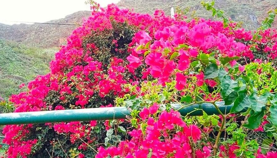 La Gomera Vip Experience - From Tenerife to La Gomera by ferry: the calm 50-minute start