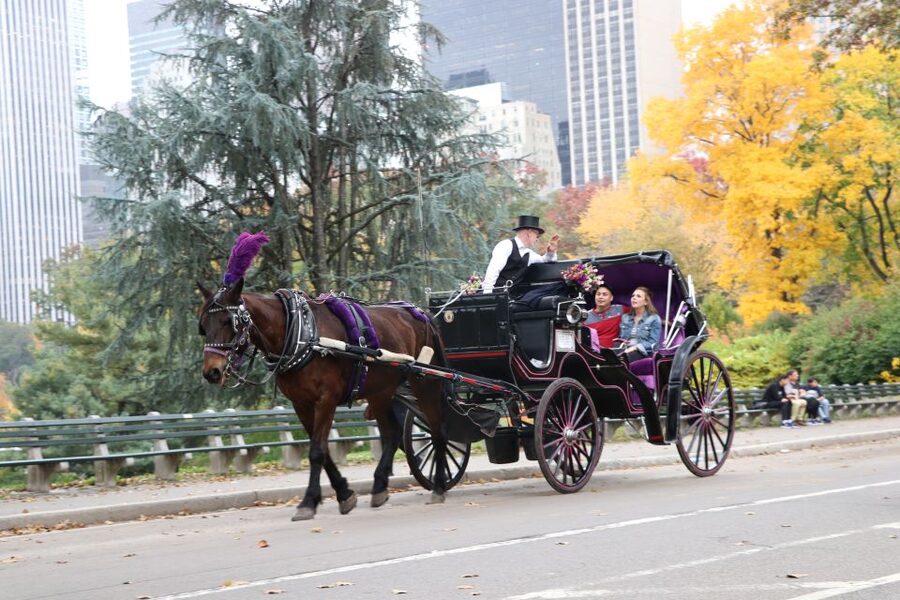Manhattan: VIP Private Horse Carriage Ride in Central Park - Cherry Hill Fountain Photo Stop: One Moment Worth Planning For