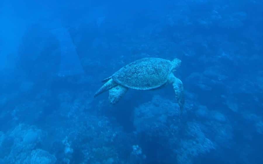 Marsa Alam: Elite vip Turtle bay snorkeling with BBQ Lunch - Marsa Mubarak Snorkeling: What You Get From a Real Guided Stop