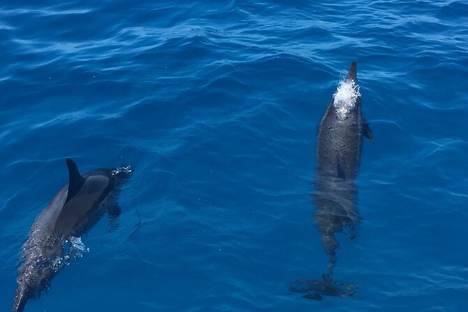 Moana’s VIP Waikiki Turtle Snorkeling Experience on Nalu - The onboard comfort: why “relaxing afterward” is actually built in