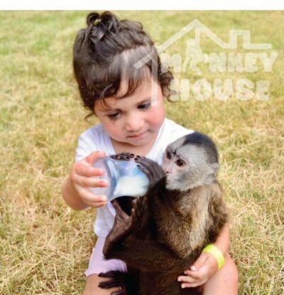 Monkey House VIP – An exclusive experience in Punta Cana - The 150-minute flow: pickup to your monkey-house time