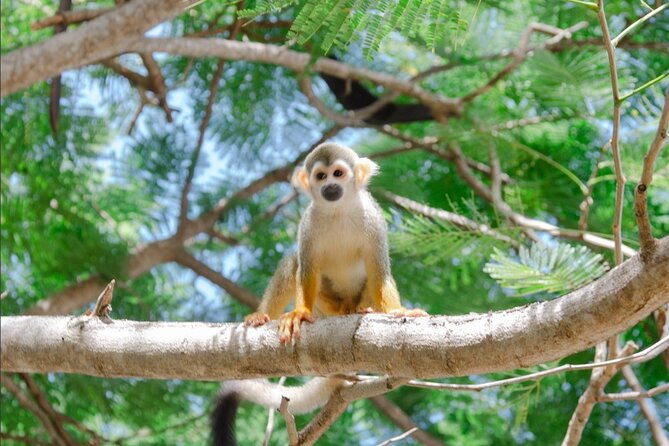 Monkey House VIP Experience with 4 species of monkeys, Punta Cana - Meet the Monkeys: 4 Species, One Guided Experience