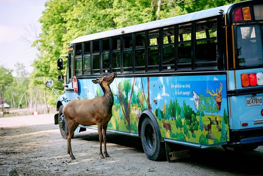 Montebello, QC: Morning VIP Tour at Parc Oméga - Bus Tour and Wildlife Feedings: Elk, Bison, Wolves, Bears, Foxes Up Close