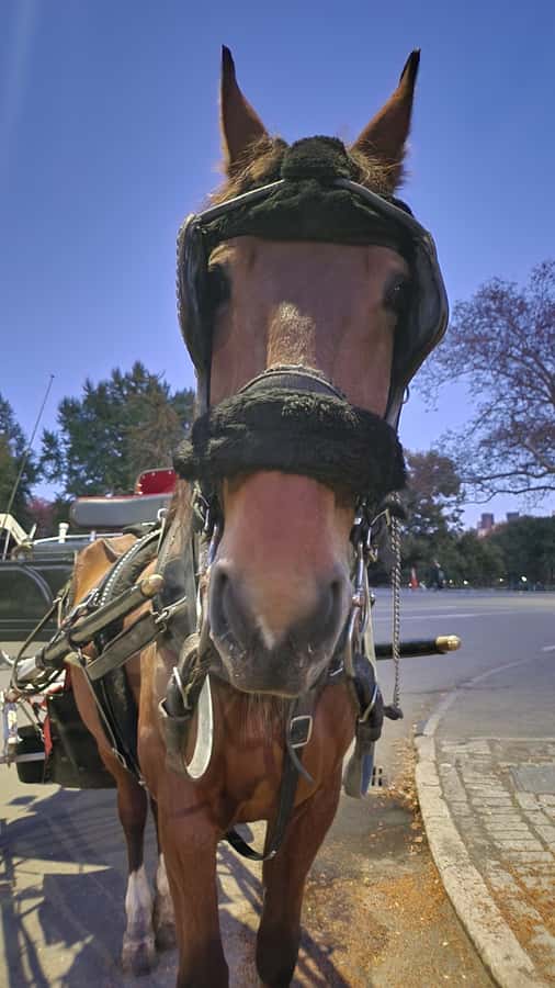 Official Exclusive VIP Horse Carriage Ride in Central Park - Tavern On The Green and Balto: New York’s mix of food and folklore