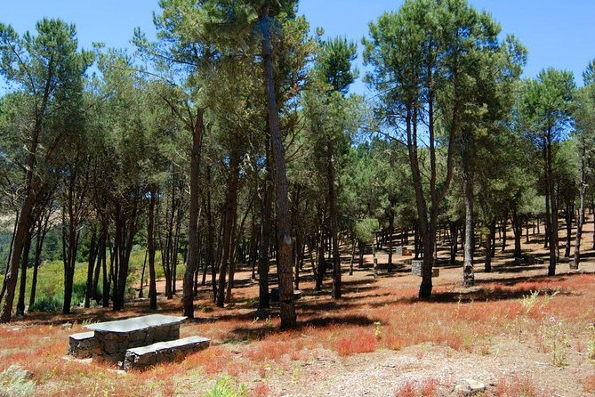 Panorama VIP Tour in Gran Canaria - Stop-by-Stop Breakdown: From Fataga to Tejeda’s Plant Infusions