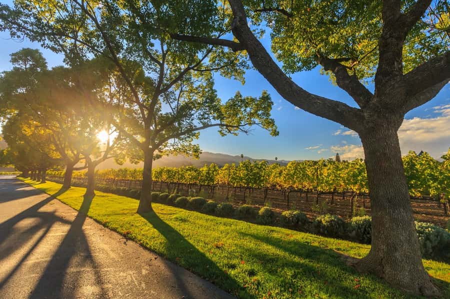 Perth VIP Swan Valley Wine Tour - Premium Small Group Tour - Leaving Perth in comfort: small-group timing beats big buses