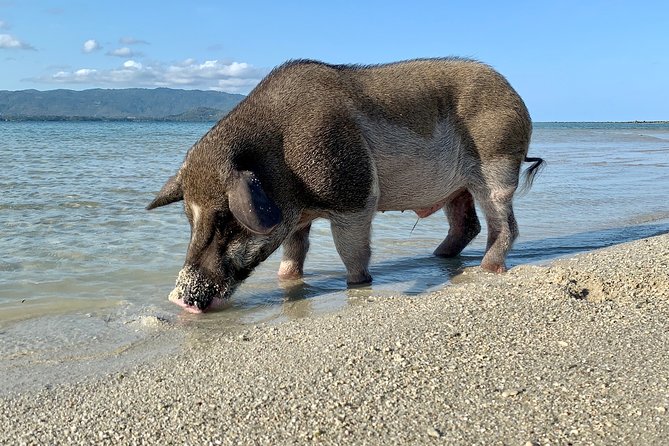 Pigs Island exclusive Semi VIP - Ride comfort: what the boat choice really means for you