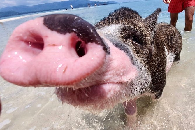 Pigs Island exclusive Semi VIP - Hidden lagoon swim at 10:30am: where the day clicks