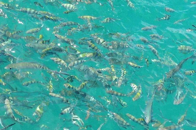 Pigs Island exclusive Semi VIP - Onboard snacks, drinks, and snorkeling gear: where your $60 goes