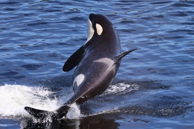 Private Alaska Native Excursion (Cultural, Scenic Experience) - Price and What It Means: $625 for Up to 14