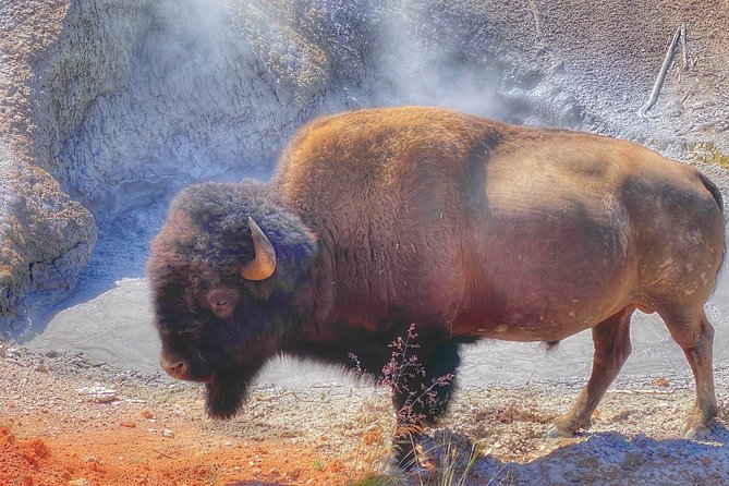 Private VIP Boutique Yellowstone Day Tour from Gardiner MT - Key things to love about this VIP Yellowstone day