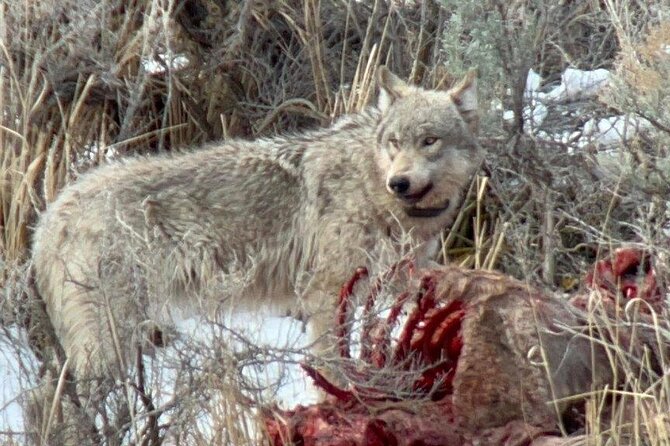 Private/VIP Wildlife Winter Safari of Yellowstone - Key highlights to expect