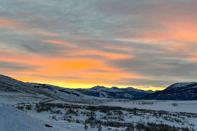 Private/VIP Wildlife Winter Safari of Yellowstone - The Lamar Valley spotting plan: patience, optics, and real sightings