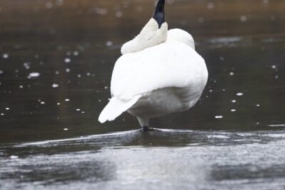 Private/VIP Wildlife Winter Safari of Yellowstone - Mammoth Hot Springs: quick travertine eye-candy with a timing tradeoff