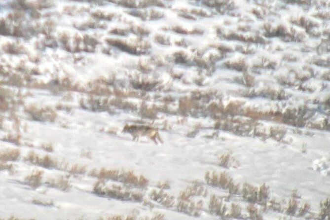 Private/VIP Wildlife Winter Safari of Yellowstone - Weather reality: winter can be great, but it’s not guaranteed