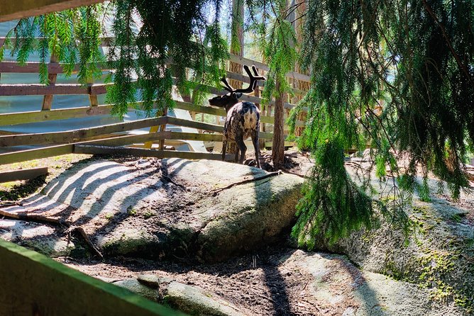 Reindeer Park & Horse Stables Safari - What you’re signing up for in plain terms
