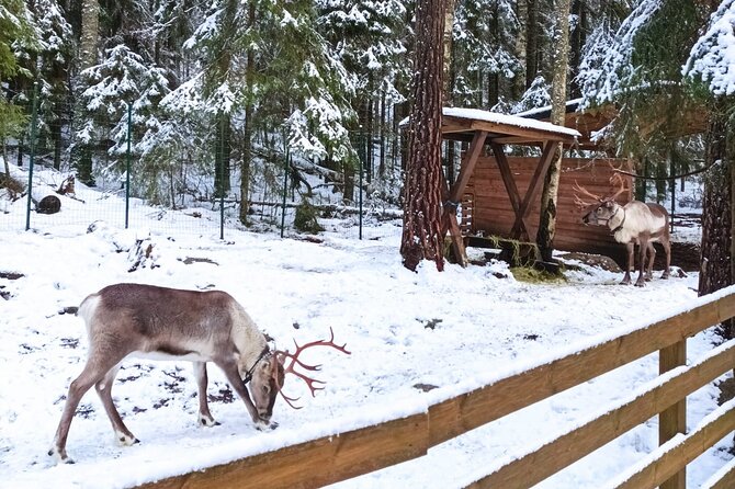 Reindeer Park & Horse Stables Safari - Nuuksio National Park with a guide (and no getting lost)