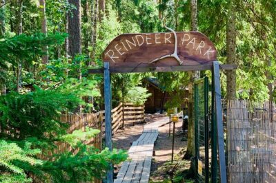 Reindeer Park & Horse Stables Safari - Private pickup from Helsinki: time saved, stress saved