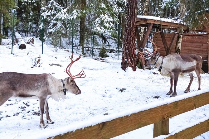 Reindeer Park & Horse Stables Safari - Horse stables safari: what it adds to the reindeer focus