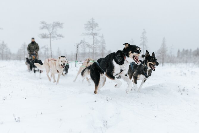 Rovaniemi Santa Claus Village Husky and Reindeer Tour VIP VAN - Husky rides and reindeer farm time: active animal moments, minus the guesswork