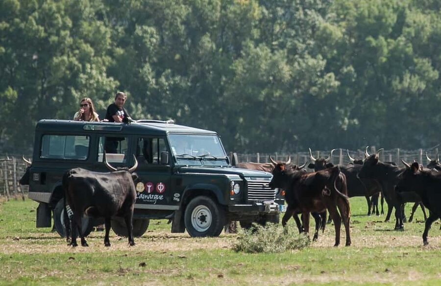 Safari 4x4 in Camargue / VIP Tour 3h30 / Grau du Roi - Key things to know before you go