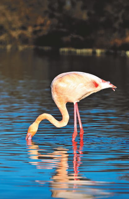 Safari 4x4 in Camargue / VIP Tour 3h30 / Grau du Roi - Wildlife surprises in the swamps: flamingos, coypu, and bird variety
