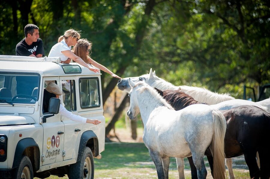 Safari 4x4 in Camargue / VIP Tour 3h30 / Grau du Roi - Price and value: what $603 per group buys you