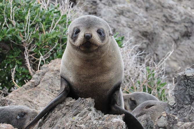 Seal Coast Safari - Exclusive access to Wellington's secret coast - Key highlights to clock before you go