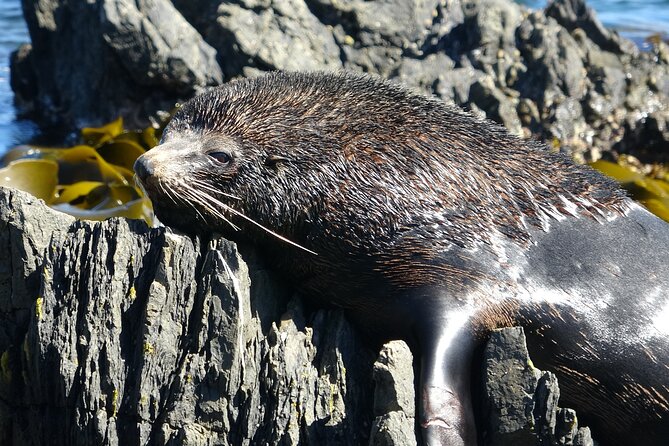 Seal Coast Safari - Exclusive access to Wellington's secret coast - How the 3.5-hour Seal Coast timing fits Wellington days