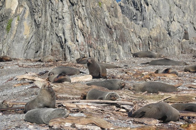 Seal Coast Safari - Exclusive access to Wellington's secret coast - Fur seal colony time: how to watch NZ fur seals the right way
