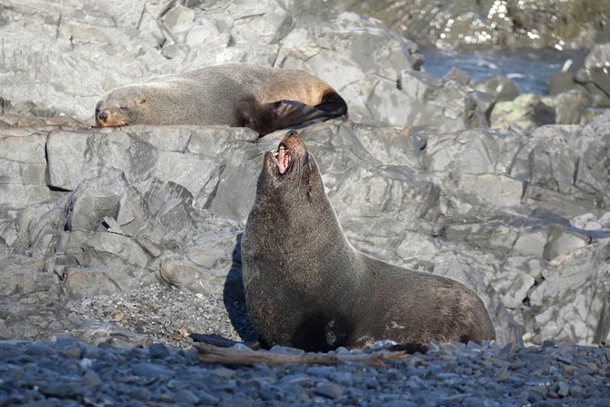 Seal Coast Safari - Exclusive access to Wellington's secret coast - Guides make or break the vibe: Sara, Grant, Chewy, and the rest of the team