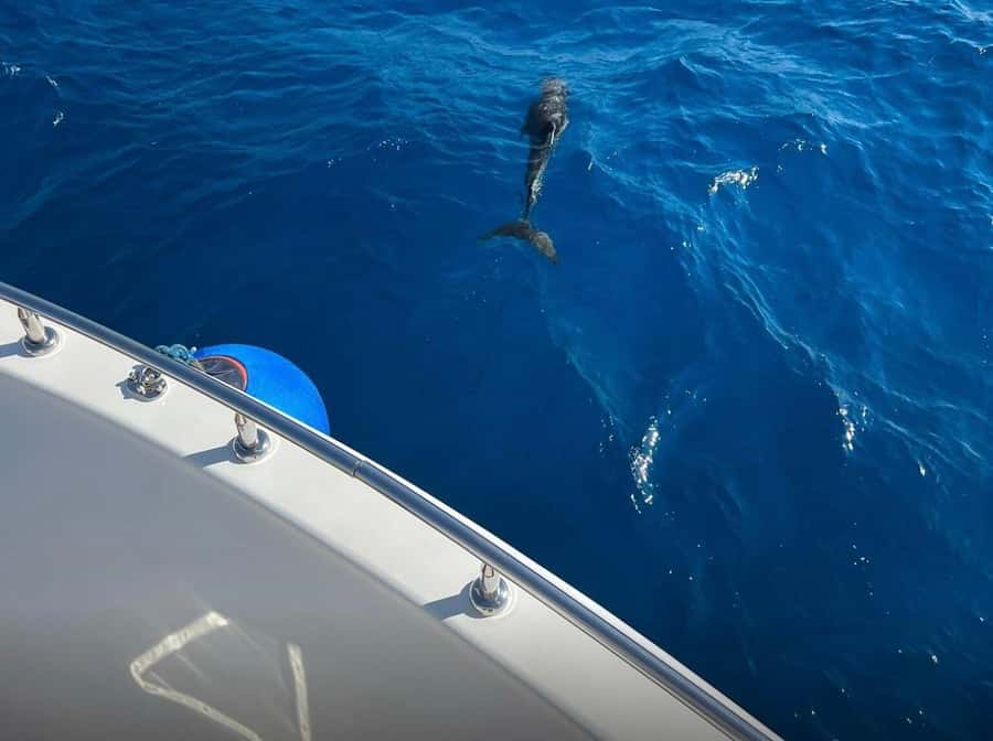 Sharm el-Sheikh: Ras Mohammed Elite VIP Cruise and BBQ Lunch - Snorkeling in Ras Mohammed: three stops, one national park, and guides at arm’s length