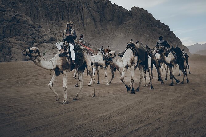 Sharm: Quad Bike or Car Buggy, Camel ride & optional VIP Bedouin Dinner & Show - Camel Ride at the Bedouin Tent: Worth It, But Don’t Over-Expect
