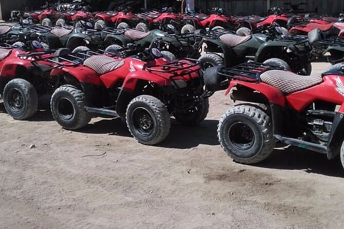 Sharm: Quad Bike or Car Buggy, Camel ride & optional VIP Bedouin Dinner & Show - VIP Bedouin Dinner and Show: Belly Dance, Tanoura, and Fire