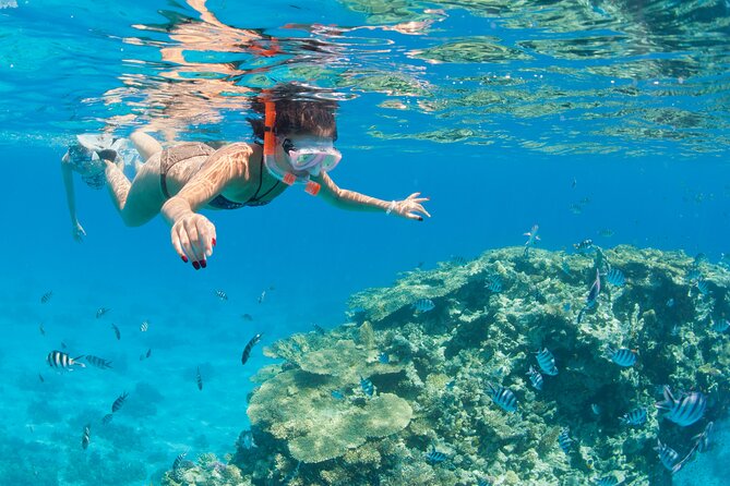 Snorkeling and Diving to Ras Mohamed And White Island by VIP Boat - Key things I think you’ll care about