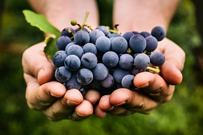 Sunset VIP Chianti wine tour - Golden hour is the real itinerary here (and that’s good news)